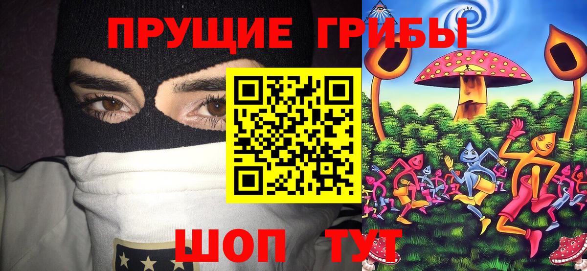 Галлюциногенные грибы Psilocybine cubensis Северск
